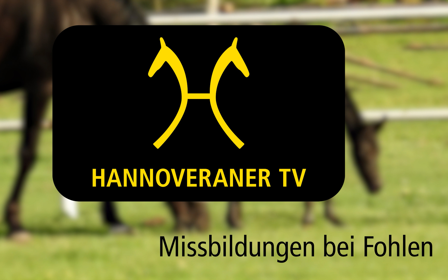 Missbildungen bei Fohlen - Hannoveraner TV